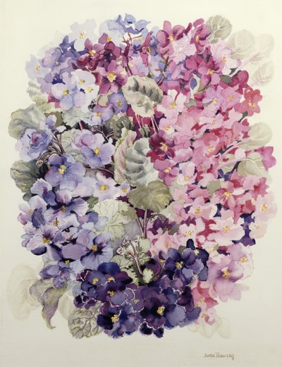 African Violets by Joan Thewsey